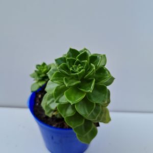 Suculenta Sedeveria Letizia