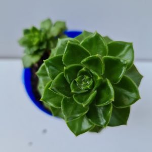 Suculenta Sedeveria Letizia