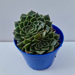 Suculenta Graptopetalum Tacitus Bellus