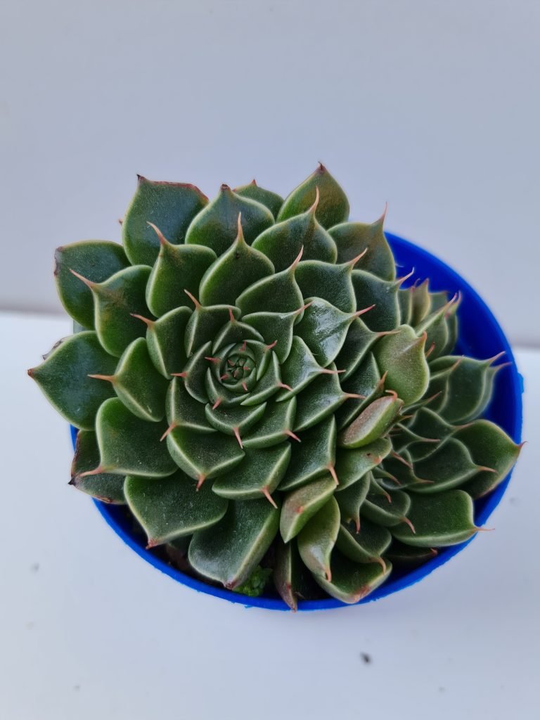 POWERS TO FLOWERS - Tacitus Bellus (Graptopetalum) Pianta Grassa Vera In Vaso 13cm | Con Omaggio Segreto