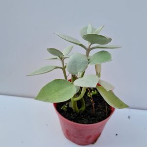 Suculenta Colher de Prata (Kalanchoe Bracteata)
