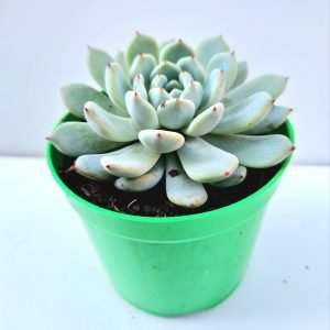 Suculenta Echeveria Baena