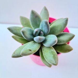 Suculenta Graptoveria Blue Mist