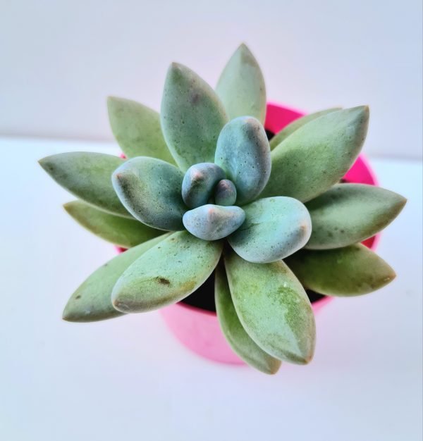 Suculenta Graptoveria Blue Mist
