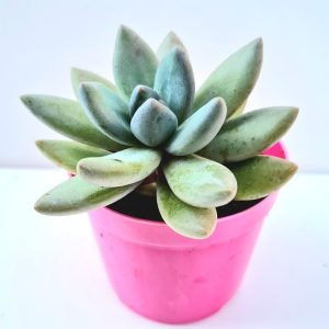 Suculenta Graptoveria Blue Mist