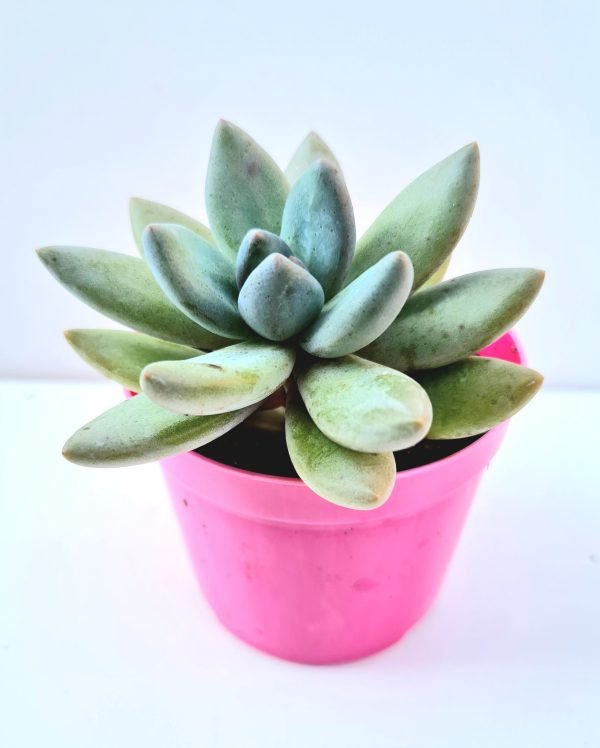 Suculenta Graptoveria Blue Mist - Image 2
