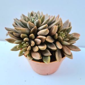 Suculenta Sinocrassula Densirosulata (Colônia)