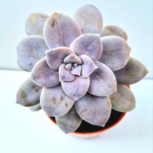 Suculenta Graptopetalum Superbum