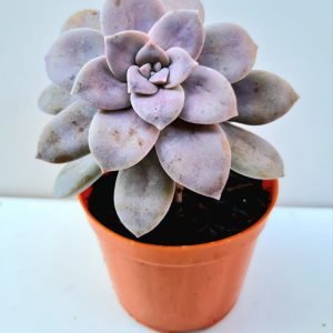 Suculenta Graptopetalum Superbum