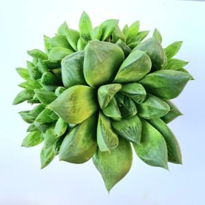 Suculenta Haworthia Cymbiformes
