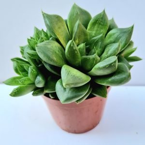 Suculenta Haworthia Cymbiformes