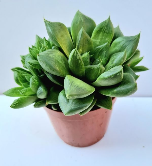 Suculenta Haworthia Cymbiformes