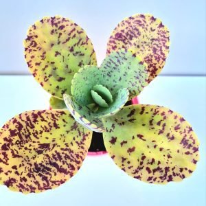 Suculenta Kalanchoe Marmorata