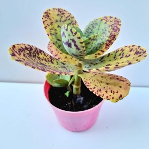 Suculenta Kalanchoe Marmorata