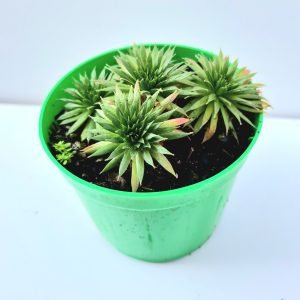 Suculenta Sempervivum