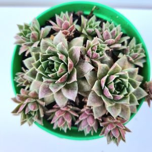 Suculenta Sempervivum Colônia