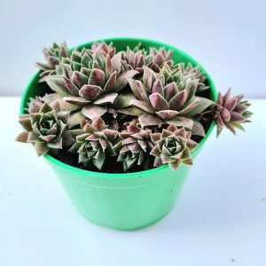 Suculenta Sempervivum Colônia