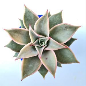 Suculenta Echeveria Madiba