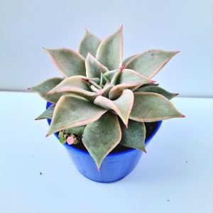 Suculenta Echeveria Madiba