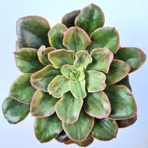 Suculenta Echeveria Painted Frills