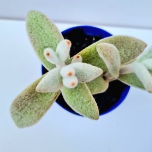 Suculenta Kalanchoe Eriophylla