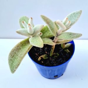 Suculenta Kalanchoe Eriophylla