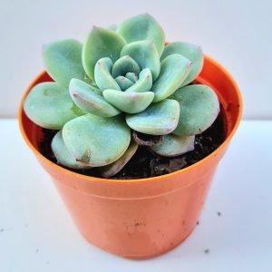 Suculenta Echeveria Amabile