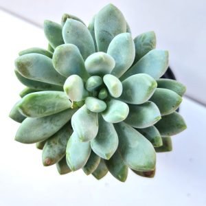 Suculenta Pachyveria Clavifolia