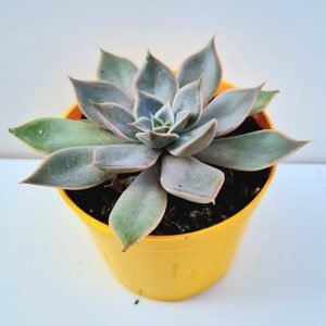 Suculenta Echeveria Mensa