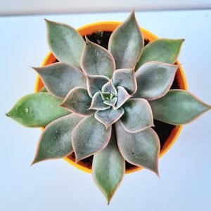 Suculenta Echeveria Mensa