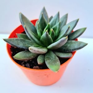 Suculenta Híbrida da Ech. Affinis