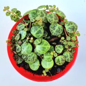 Suculenta Colar de Tartaruga