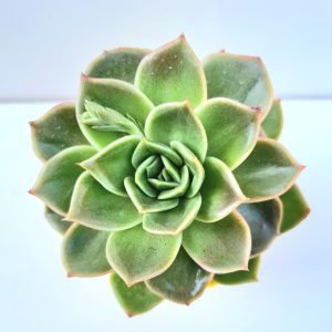 Suculenta Echeveria Gilva