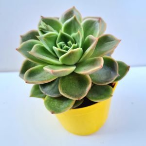 Suculenta Echeveria Gilva