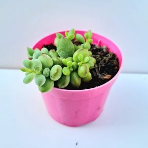Suculenta Cotyledon Pendens