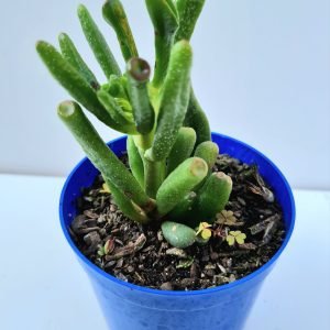 Suculenta Orelha de Fiona