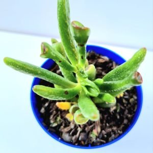 Suculenta Orelha de Fiona