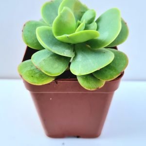 Suculenta Mandala Citrus (Momoka)