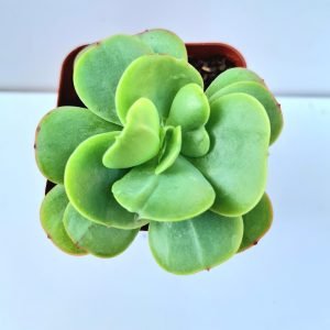 Suculenta Mandala Citrus (Momoka)