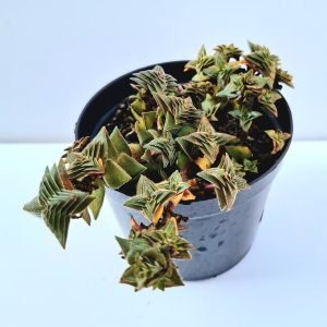 Suculenta Crassula Capitella Thyrsiflora