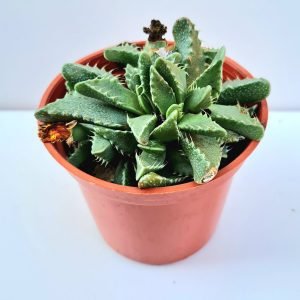 Suculenta Faucaria Tigrina