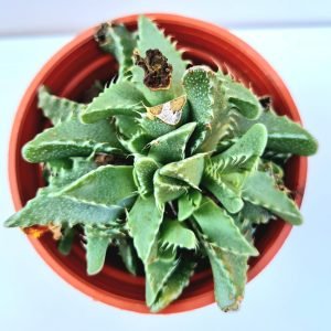 Suculenta Faucaria Tigrina