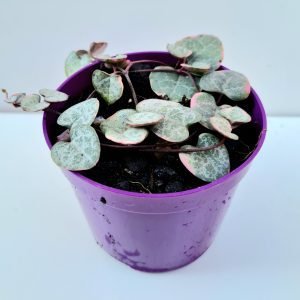 Suculenta Coração Emaranhado Variegata