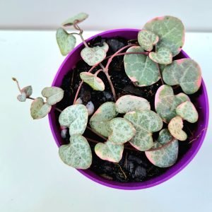 Suculenta Coração Emaranhado Variegata