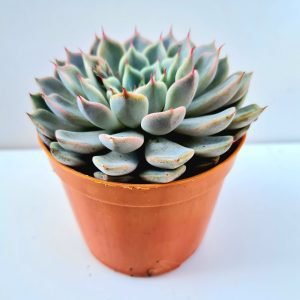 Suculenta Echeveria Brisa