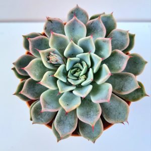 Suculenta Echeveria Brisa