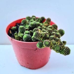 Suculenta Monanthes Polyphylla