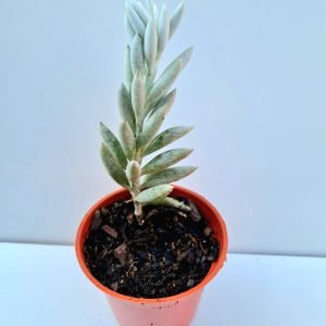 Suculenta Senecio Haworthi