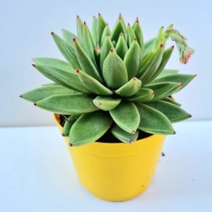 Suculenta Agavoide Estrela