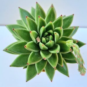 Suculenta Agavoide Estrela